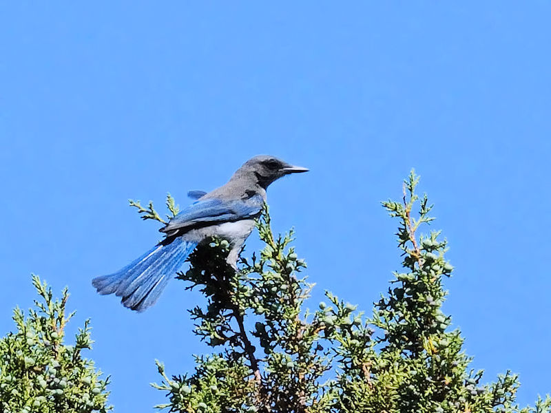 アメリカカケス成鳥（７態-1） グランドキャニオン　アリゾナ州　米国 Grand Cayon National Park, Arizona, America 2013/06/23　Photo by Kohyuh