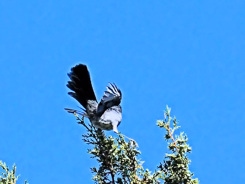 アメリカカケス成鳥（７態-2） グランドキャニオン　アリゾナ州　米国 Grand Cayon National Park, Arizona, America 2013/06/23　Photo by Kohyuh