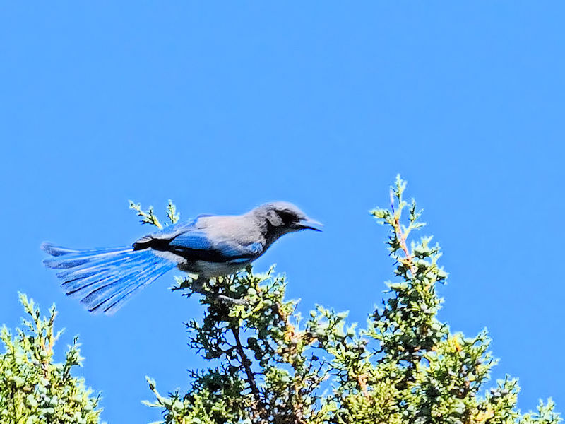 アメリカカケス成鳥（７態-3） グランドキャニオン　アリゾナ州　米国 Grand Cayon National Park, Arizona, America 2013/06/23　Photo by Kohyuh