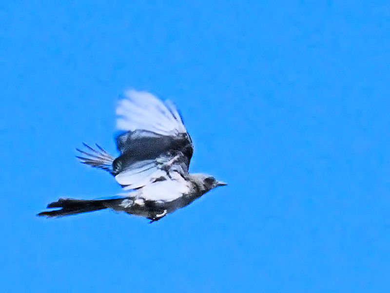 アメリカカケス成鳥（７態-4） グランドキャニオン　アリゾナ州　米国 Grand Cayon National Park, Arizona, America 2013/06/23　Photo by Kohyuh