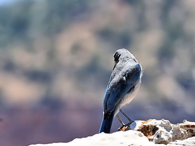 アメリカカケス成鳥（７態-5） グランドキャニオン　アリゾナ州　米国 Grand Cayon National Park, Arizona, America 2013/06/23　Photo by Kohyuh