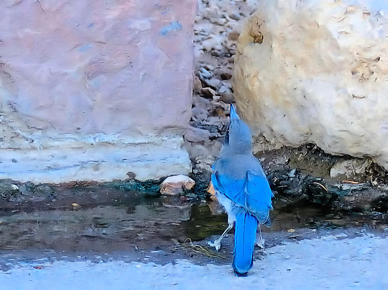 アメリカカケス成鳥（７態-6） グランドキャニオン　アリゾナ州　米国 Grand Cayon National Park, Arizona, America 2013/06/23　Photo by Kohyuh