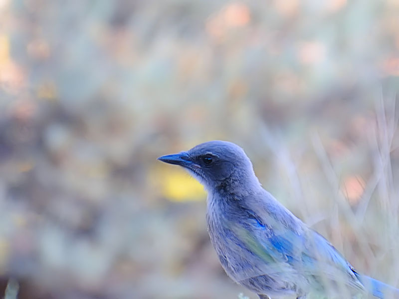 アメリカカケス成鳥（７態-7） グランドキャニオン　アリゾナ州　米国 Grand Cayon National Park, Arizona, America 2013/06/23　Photo by Kohyuh