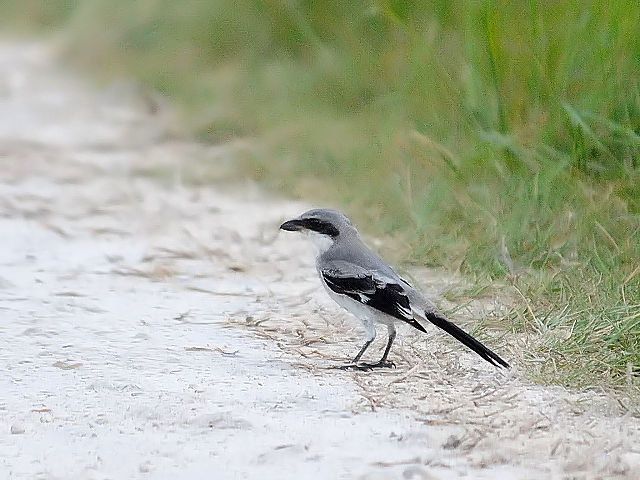 アメリカオオモズ成鳥（９態-8）　ブラック・ポイント・ドライブ　メリット島国立野生動物保護区　メリット島　フロリダ　米国　Black Point Wildlife Drive, Merritt Island National Wildlife Refuge, Merritt Island 　2013/06/02　Photo by Kohyuh