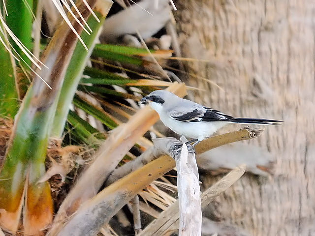 アメリカオオモズ成鳥（９態-9）　ブラック・ポイント・ドライブ　メリット島国立野生動物保護区　メリット島　フロリダ　米国　Black Point Wildlife Drive, Merritt Island National Wildlife Refuge, Merritt Island 　2013/06/02　Photo by Kohyuh