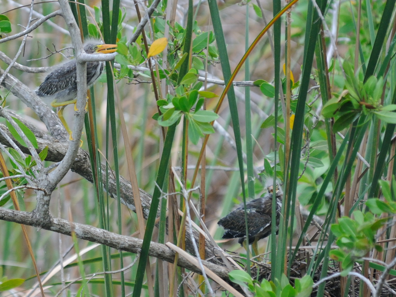 アメリカササゴイ （８態-1）　ネイプルズ近郊　フロリダ　米国　near by Naples, Florida, USA　2013/06/06　Photo by Kohyuh