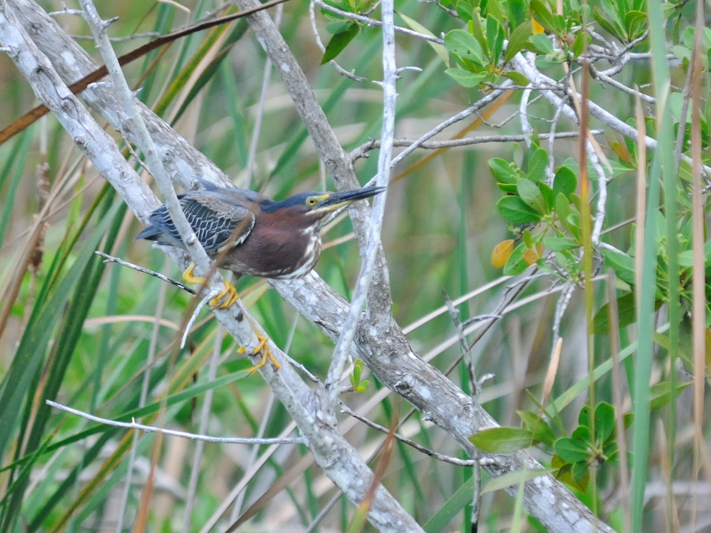 アメリカササゴイ （８態-2）　ネイプルズ近郊　フロリダ　米国　near by Naples, Florida, USA　2013/06/06　Photo by Kohyuh