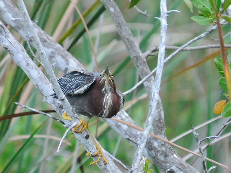 アメリカササゴイ （８態-3）　ネイプルズ近郊　フロリダ　米国　near by Naples, Florida, USA　2013/06/06　Photo by Kohyuh