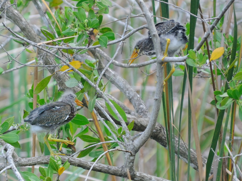 アメリカササゴイ （８態-4）　ネイプルズ近郊　フロリダ　米国　near by Naples, Florida, USA　2013/06/06　Photo by Kohyuh