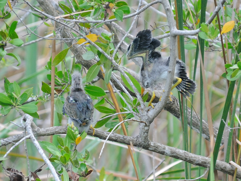 アメリカササゴイ （８態-5）　ネイプルズ近郊　フロリダ　米国　near by Naples, Florida, USA　2013/06/06　Photo by Kohyuh