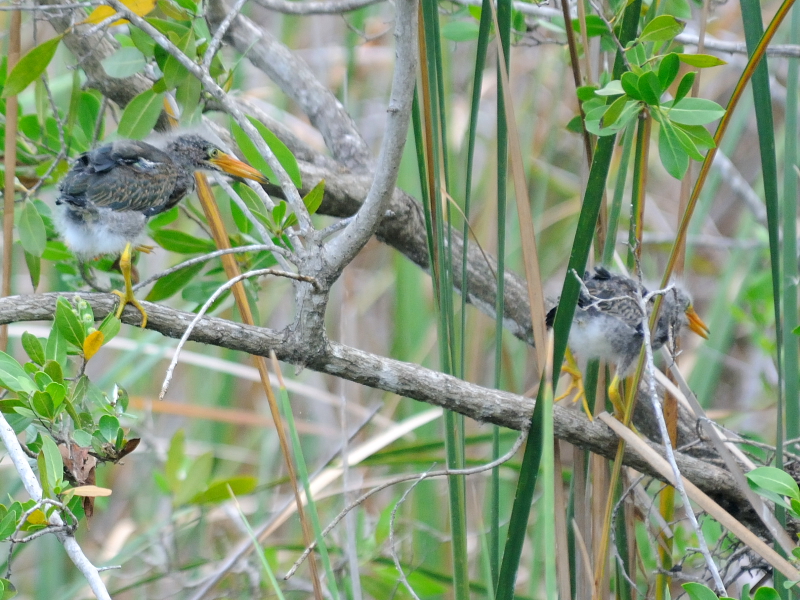 アメリカササゴイ （８態-6）　ネイプルズ近郊　フロリダ　米国　near by Naples, Florida, USA　2013/06/06　Photo by Kohyuh