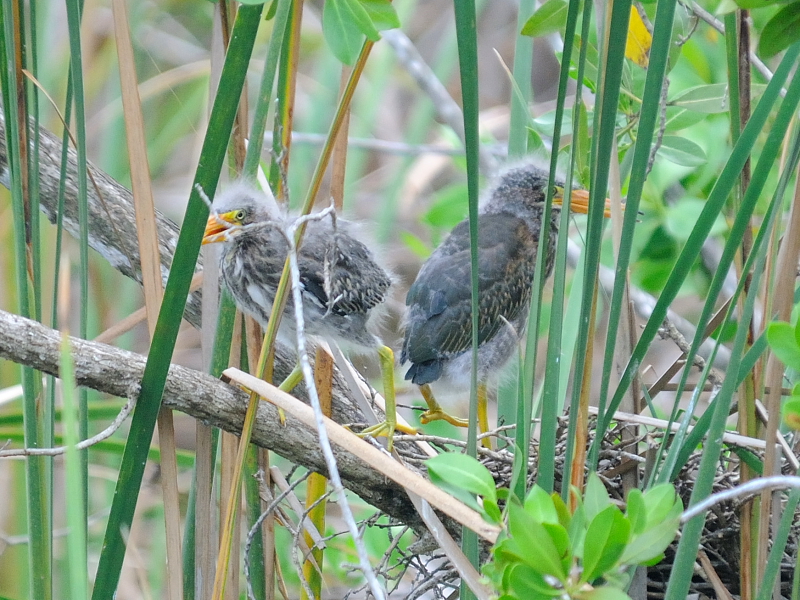 アメリカササゴイ （８態-7）　ネイプルズ近郊　フロリダ　米国　near by Naples, Florida, USA　2013/06/06　Photo by Kohyuh