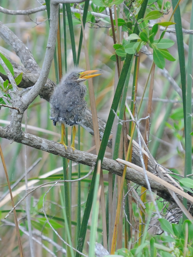 アメリカササゴイ （８態-8）　ネイプルズ近郊　フロリダ　米国　near by Naples, Florida, USA　2013/06/06　Photo by Kohyuh