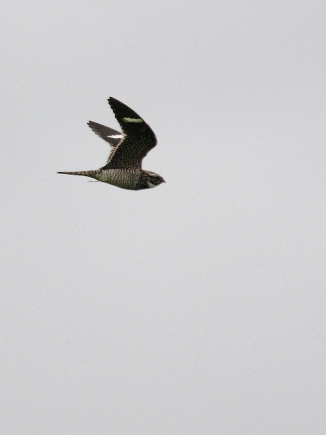 アメリカヨタカ（７態-2）　マイアミ近郊　フロリダ　米国　near by Miami, Florida, USA　2013/06/05　Photo by Kohyuh