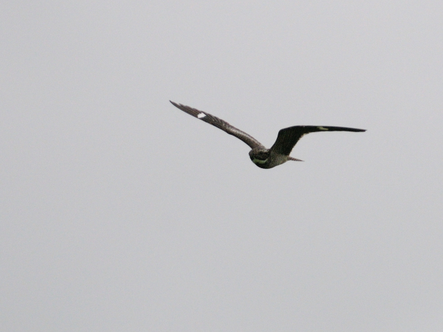 アメリカヨタカ（７態-4）　マイアミ近郊　フロリダ　米国　near by Miami, Florida, USA　2013/06/05　Photo by Kohyuh