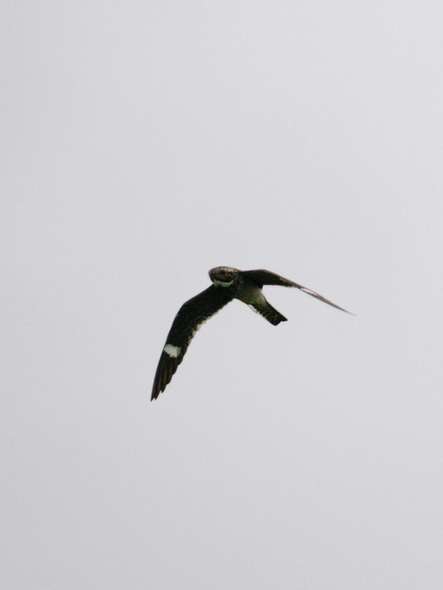 アメリカヨタカ（７態-5）　マイアミ近郊　フロリダ　米国　near by Miami, Florida, USA　2013/06/05　Photo by Kohyuh