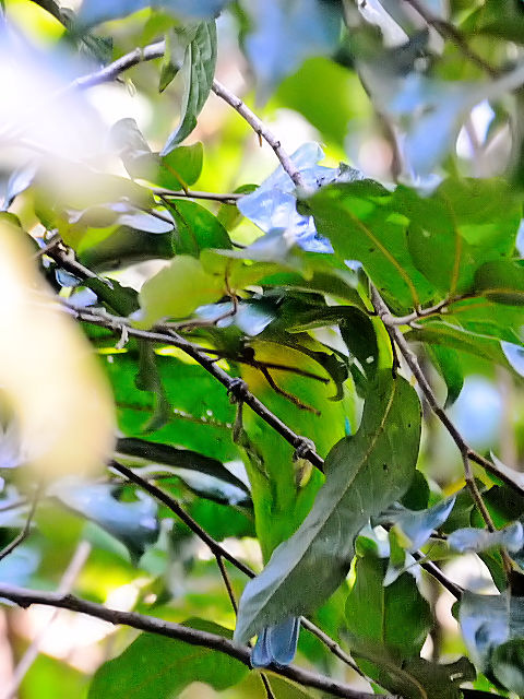 ② アオバネコノハドリ ♂　成鳥　カオヤイ国立公園　タイ　Khao Yai National Park, Thailand　2014/01/28　Photo by Kohyuh