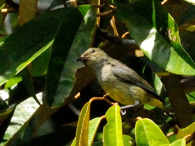 ①  アオハナドリ　成鳥　ジャンダ・バイク　マレーシア　Janda Baik, Malaysia　　2010/05/24　Photo by Kohyuh