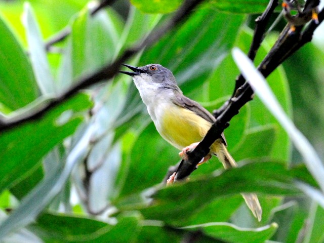 写真１　アオハウチワドリ　成鳥　ジャンダ・バイク　マレーシア　Janda Baik, Malaysia　2010/05/25　Photo by Kohyuh