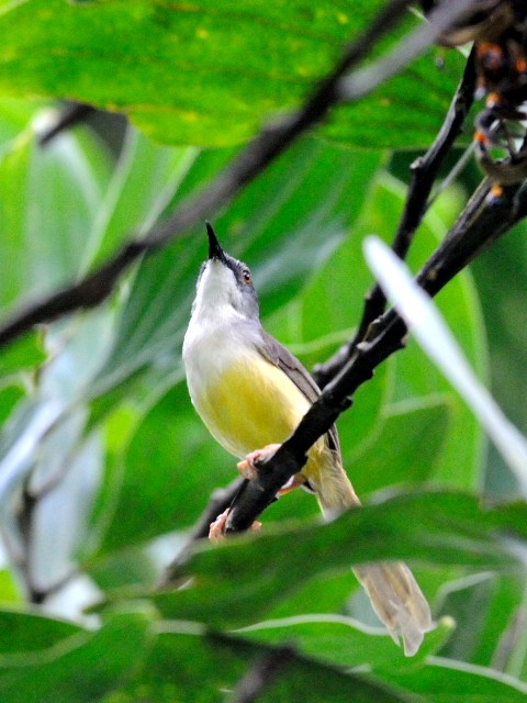 写真２　アオハウチワドリ　成鳥　ジャンダ・バイク　マレーシア　Janda Baik, Malaysia　2010/05/25　Photo by Kohyuh