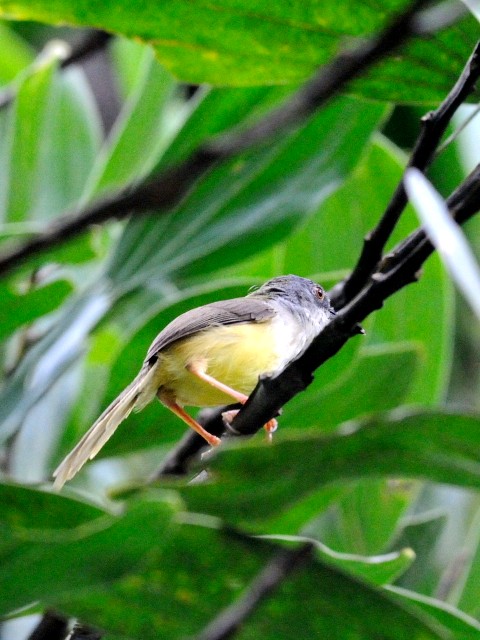 写真３　アオハウチワドリ　成鳥　ジャンダ・バイク　マレーシア　Janda Baik, Malaysia　2010/05/25　Photo by Kohyuh