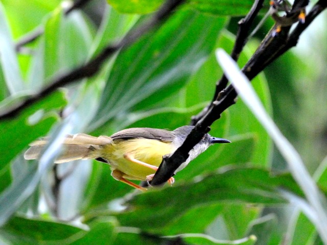 写真４　アオハウチワドリ　成鳥　ジャンダ・バイク　マレーシア　Janda Baik, Malaysia　2010/05/25　Photo by Kohyuh