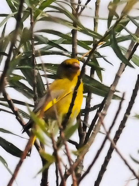 ③ アオカワラヒワ　オースト・バールデルス・プラッセン　オランダ　Oostvaardersplassen, Netherlands　2011/06/04　Photo by Kohyuh