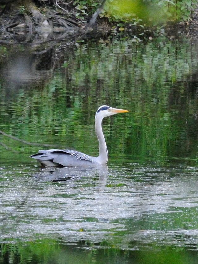 アオサギ （６態-1）　ワイルド・パーク　ライプチヒ　ドイツ　Wildpark, Leipzig, Germany　2014/05/24　Photo by Kohyuh