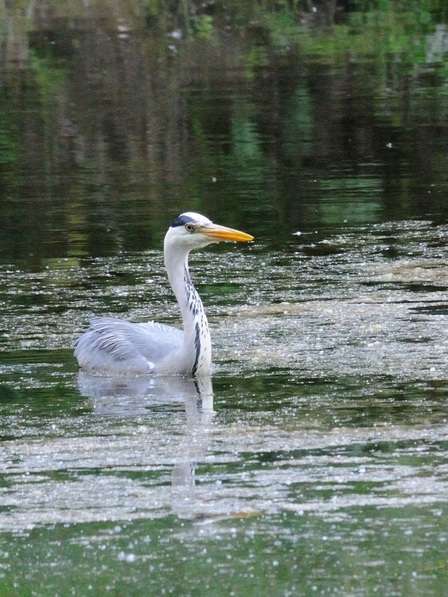 アオサギ （６態-2）　ワイルド・パーク　ライプチヒ　ドイツ　Wildpark, Leipzig, Germany　2014/05/24　Photo by Kohyuh