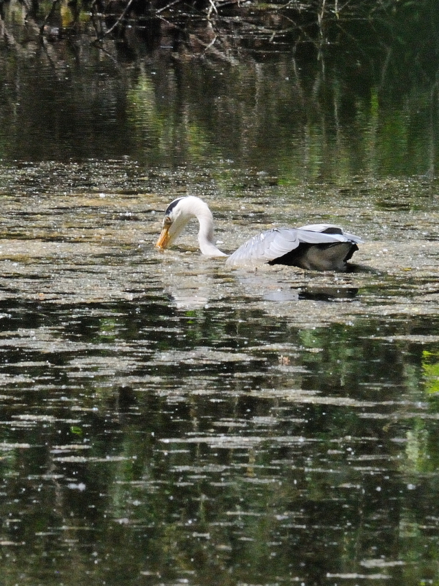 アオサギ （６態-4）　ワイルド・パーク　ライプチヒ　ドイツ　Wildpark, Leipzig, Germany　2014/05/24　Photo by Kohyuh