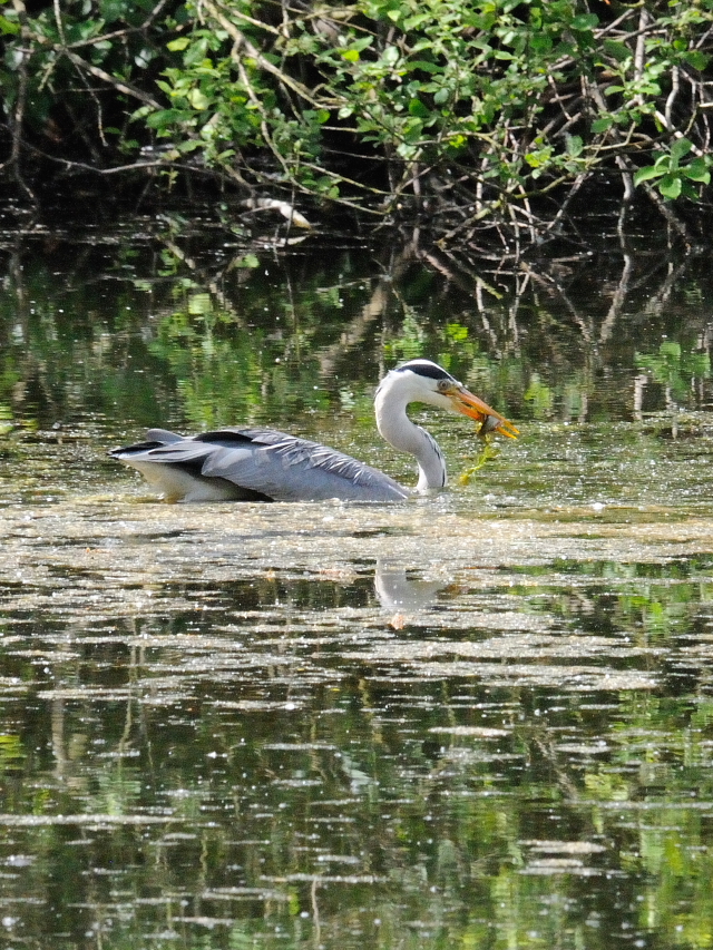 アオサギ （６態-5）　ワイルド・パーク　ライプチヒ　ドイツ　Wildpark, Leipzig, Germany　2014/05/24　Photo by Kohyuh