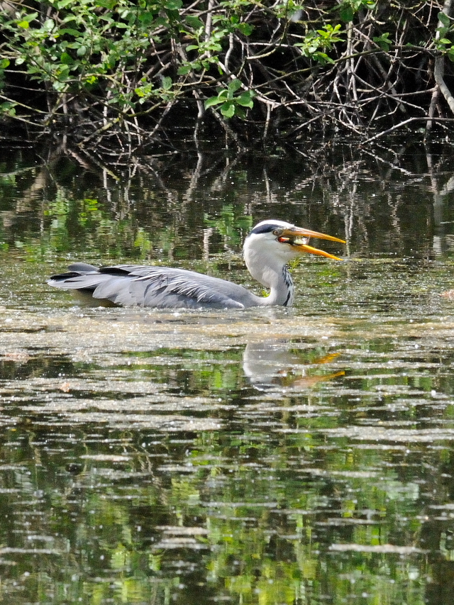 アオサギ （６態-6）　ワイルド・パーク　ライプチヒ　ドイツ　Wildpark, Leipzig, Germany　2014/05/24　Photo by Kohyuh