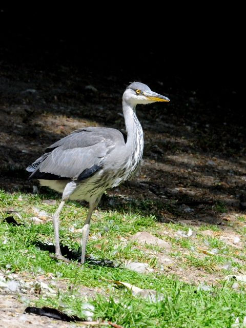 ① アオサギ　若鳥　ヴッパータール動物園　デュッセルドルフ　ドイツ　Wuppertal Zoo, Dusseldolf, Germany　2011/05/30　Photo by Kohyuh