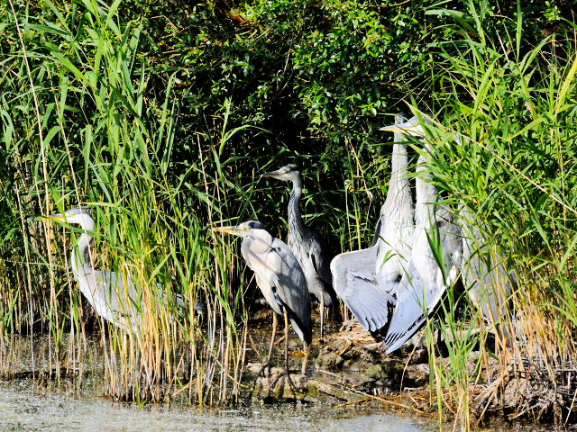 ② アオサギ　レーペラール・プラッセン　オランダ　Lepelaarplassen, Netherlands　2011/06/04　Photo by Kohyuh