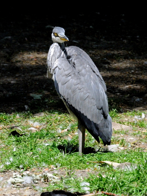 ② アオサギ　若鳥　ヴッパータール動物園　デュッセルドルフ　ドイツ　Wuppertal Zoo, Dusseldolf, Germany　2011/05/30　Photo by Kohyuh