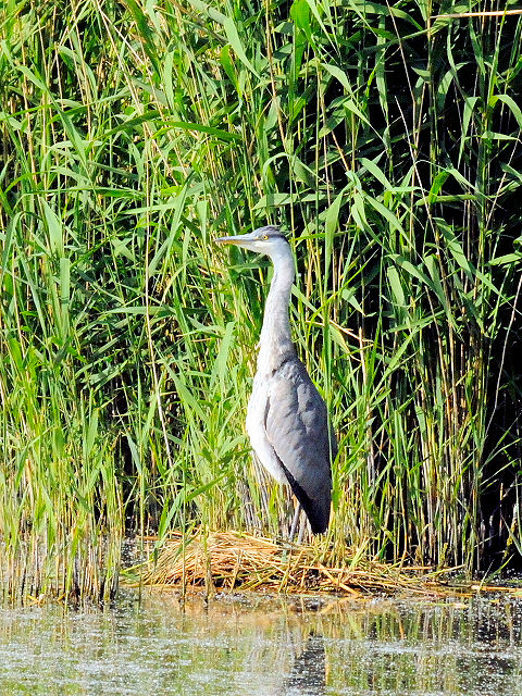 ① アオサギ　若鳥　レーペラール・プラッセン　オランダ　Lepelaarplassen, Netherlands　2011/06/04　Photo by Kohyuh