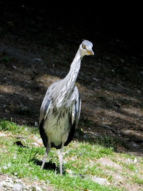 ⑥ アオサギ　若鳥　ヴッパータール動物園　デュッセルドルフ　ドイツ　Wuppertal Zoo, Dusseldolf, Germany　2011/05/30　Photo by Kohyuh