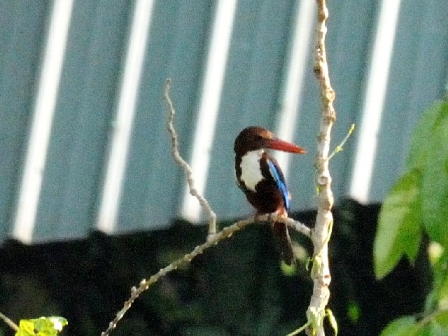 ① アオショウビン　成鳥　ランカウイ　マレーシア　Langkawi, Malaysia　2010/06/01　Photo by Kohyuh