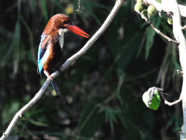 ① アオショウビン　成鳥　カオヤイ・コテージ　タイ　Khao Yai National Park, Thailand　2014/01/29　Photo by Kohyuh