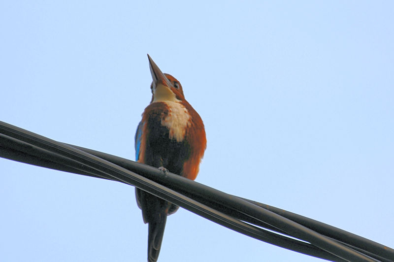 アオショウビン（７態-1）　モラガラ・ビーチ近郊のホテルの庭　ベルワラ　スリランカ　Hotel's garden near by Moragalla Beach, Beruwala, Sri Lanka　 2019/01/22-24　Photo by Kohyuh