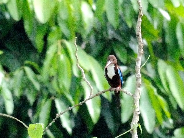 ② アオショウビン　成鳥　ランカウイ　マレーシア　Langkawi, Malaysia　2010/06/01　Photo by Kohyuh