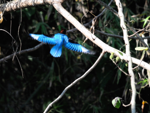 ② アオショウビン　成鳥　カオヤイ・コテージ　タイ　Khao Yai National Park, Thailand　2014/01/29　Photo by Kohyuh