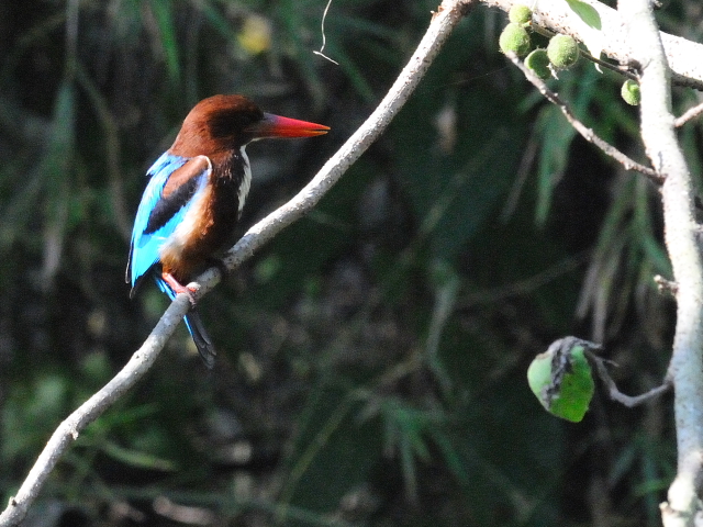 ③ アオショウビン　成鳥　ランカウイ　マレーシア　Langkawi, Malaysia　2010/06/01　Photo by Kohyuh