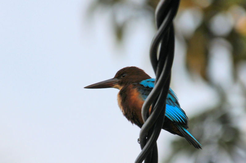 アオショウビン（７態-3）　モラガラ・ビーチ近郊のホテルの庭　ベルワラ　スリランカ　Hotel's garden near by Moragalla Beach, Beruwala, Sri Lanka　 2019/01/22-24　Photo by Kohyuh