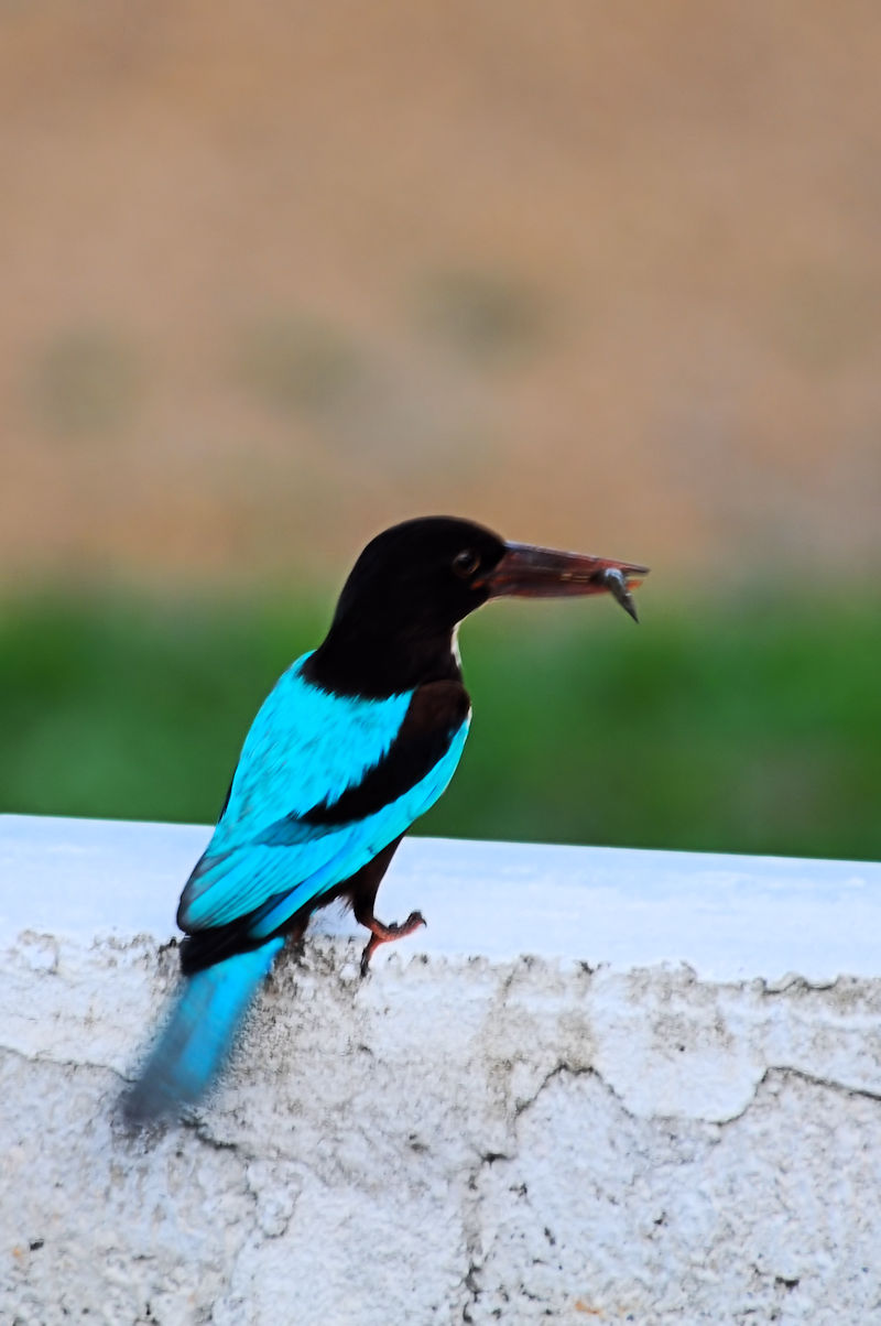 アオショウビン（７態-5）　モラガラ・ビーチ近郊のホテルの庭　ベルワラ　スリランカ　Hotel's garden near by Moragalla Beach, Beruwala, Sri Lanka　 2019/01/22-24　Photo by Kohyuh