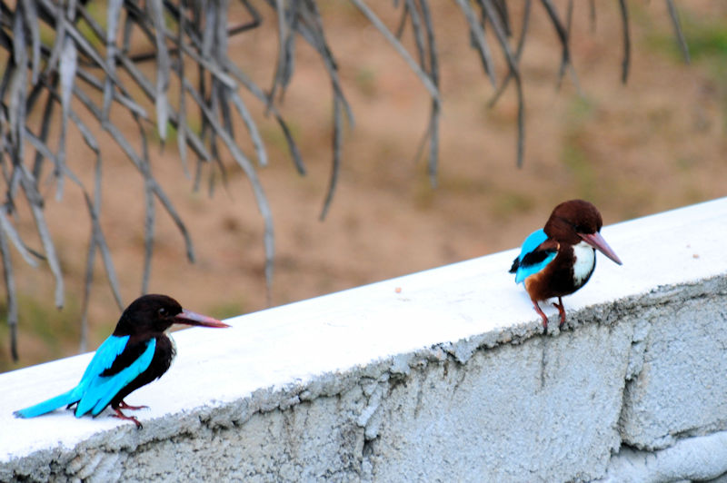 アオショウビン（７態-6）　モラガラ・ビーチ近郊のホテルの庭　ベルワラ　スリランカ　Hotel's garden near by Moragalla Beach, Beruwala, Sri Lanka　 2019/01/22-24　Photo by Kohyuh