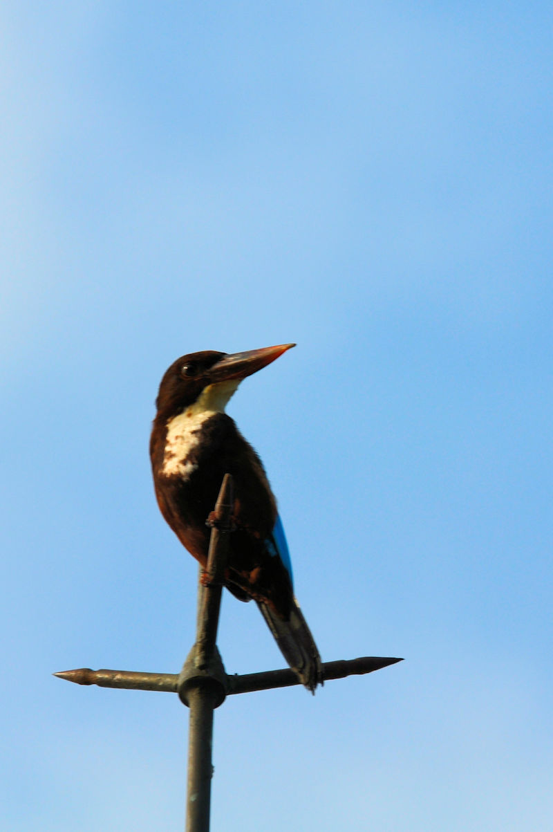 アオショウビン（７態-7）　モラガラ・ビーチ近郊のホテルの庭　ベルワラ　スリランカ　Hotel's garden near by Moragalla Beach, Beruwala, Sri Lanka　 2019/01/22-24　Photo by Kohyuh