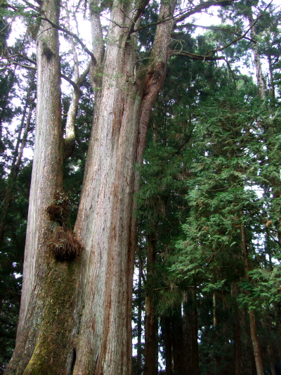 千歳檜　Thousand Year cypress　2012/03/03　Photo by Kohyuh