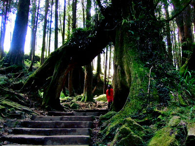 策路の風景 (2)　倒木のゲート　2012/03/03　Photo by Kohyuh