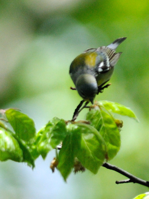 ① アサギアメリカムシクイ ♀　成鳥　セントラル・パーク　ニューヨーク　米国　Central park, Newyork, America　2013/05/13　Photo by Kohyuh